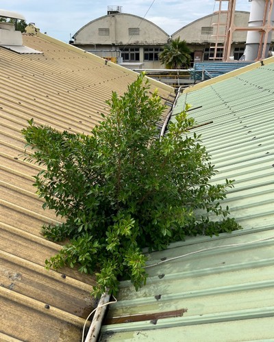 彰化屋頂防水工程, 彰化漏水查修, 彰化鐵皮修補工程, 彰化鐵皮屋補縫防水, 彰化鐵皮屋防水, 彰化鐵皮屋修繕, 彰化鐵皮屋頂修繕, 彰化鐵皮屋漏水, 彰化鐵皮屋縫隙填補, 
                    彰化屋頂補矽力康, 彰化外牆防水, 彰化更換鐵皮屋頂, 彰化防水工程, 彰化房屋翻修整建, 彰化中古屋翻修, 彰化房屋修繕, 彰化居家修繕, 彰化屋頂防水, 彰化外牆防水, 彰化房屋漏水